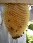 Honeycomb Bee Beehive Insect Honeybee