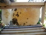 Honeycomb Bee Honeybee Insect Beehive