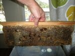 Bee Insect Honeybee Beehive Apiary
