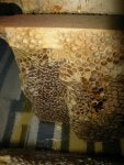 Bee Beehive Honeybee Pattern Membrane-winged insect