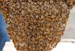 Bee Honeybee Beehive Insect Honeycomb