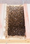 Bee Honeybee Insect Beehive Membrane-winged insect
