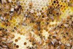 Honeycomb Bee Beehive Honeybee Insect