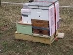 bees.jpg