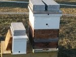 4-8-19 bees.jpg