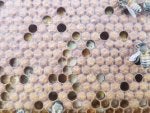 Pattern Design Insect Bee Beehive