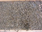 dead bees (1).jpg
