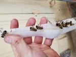 Bee Insect Membrane-winged insect Pest Honeybee