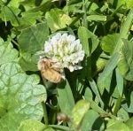 Flower Flowering plant Dutch clover Plant Leaf