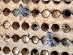 Pollinator Wood Butterfly Insect Organism